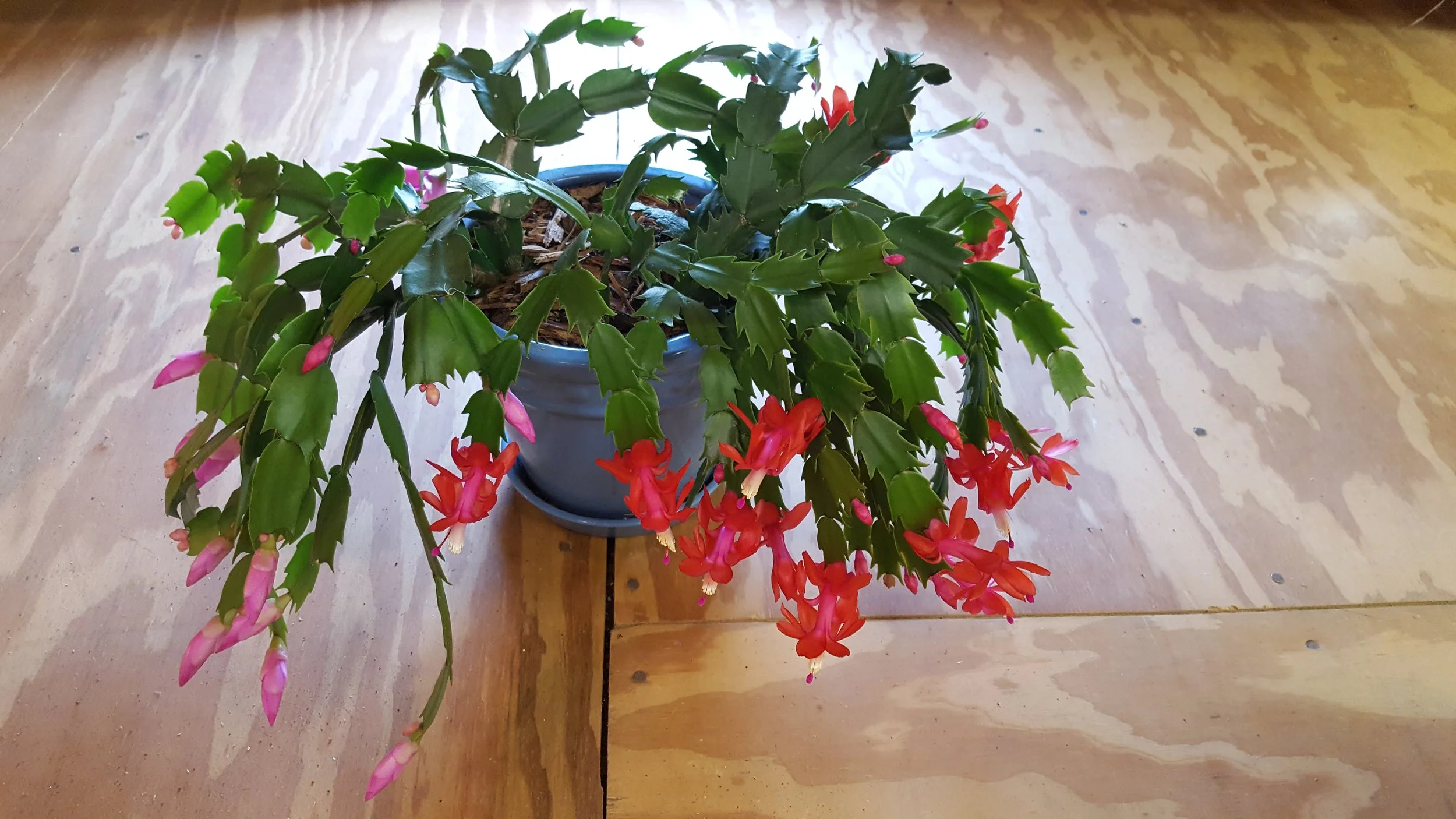 How to Get Your Christmas Cactus to Bloom Again: Cactus Care Made Simple