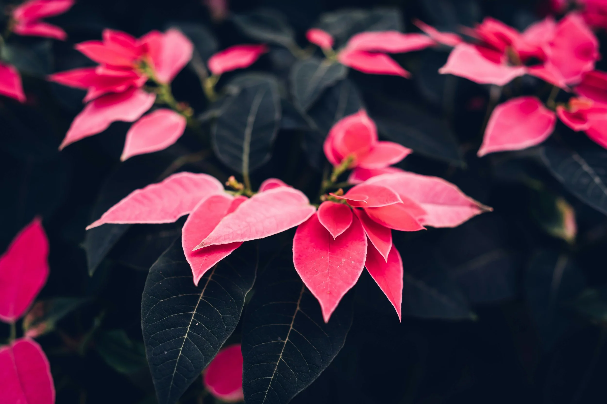 How to Keep a Poinsettia Alive After Christmas: Light, Water, and the Biggest Care Mistakes