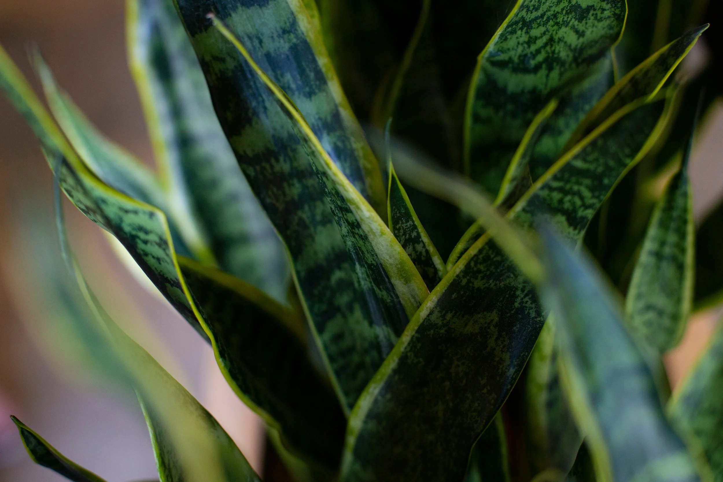 Snake Plant | Mother-in-Law’s Tongue: The “Set It &amp; Forget It” Houseplant You’ll Love