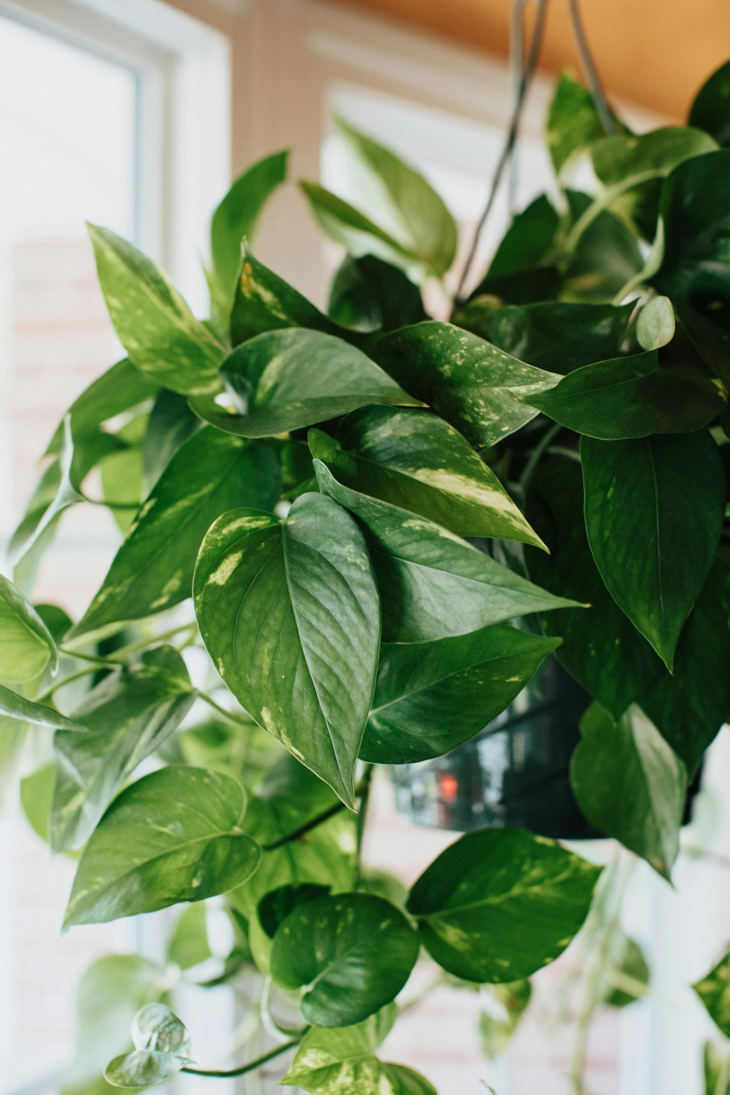 10 Secrets to Growing a Lush, Trailing Pothos