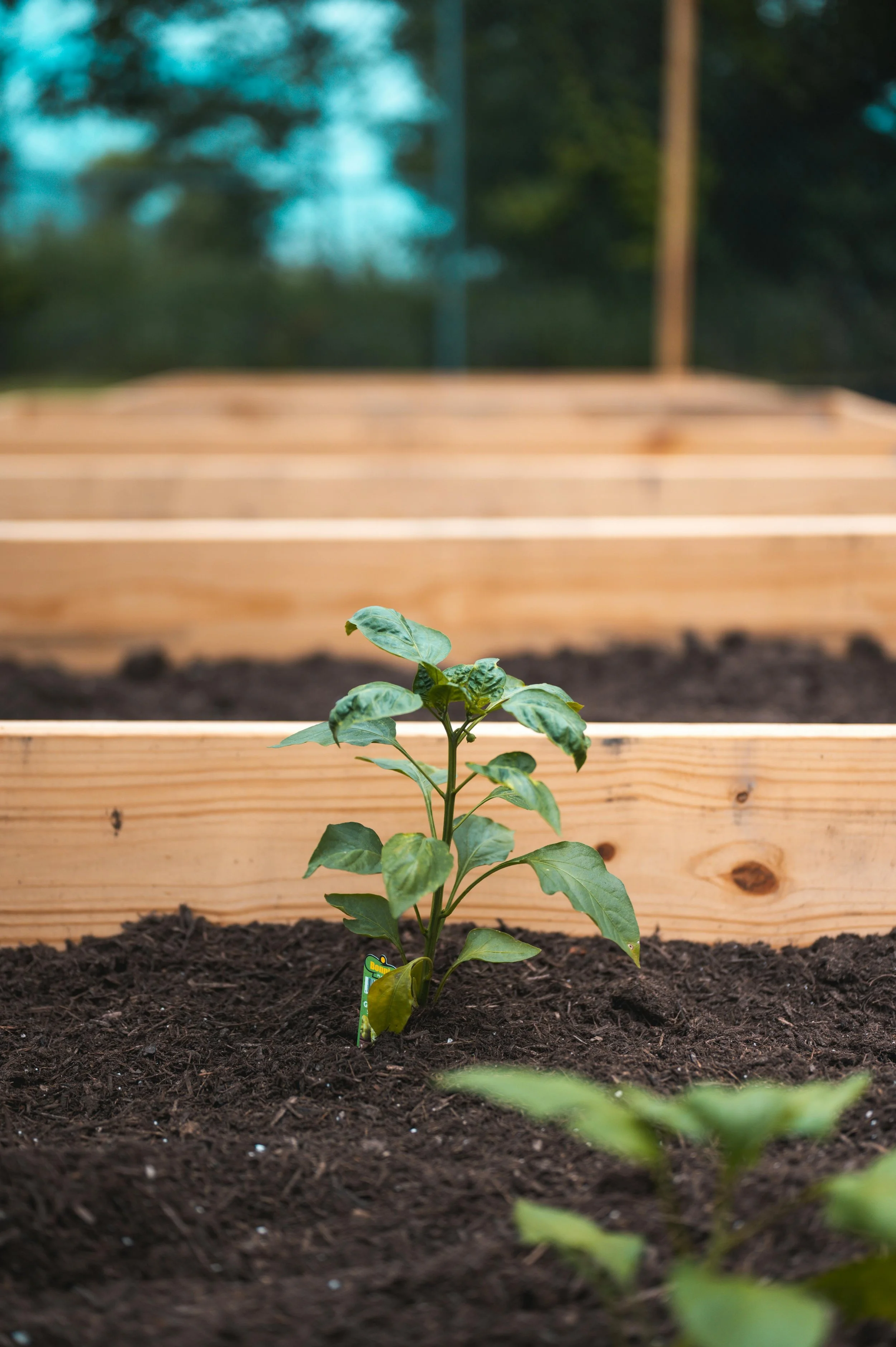 Benefits of Growing in a Raised Bed (Why Gardeners Swear By Them!)