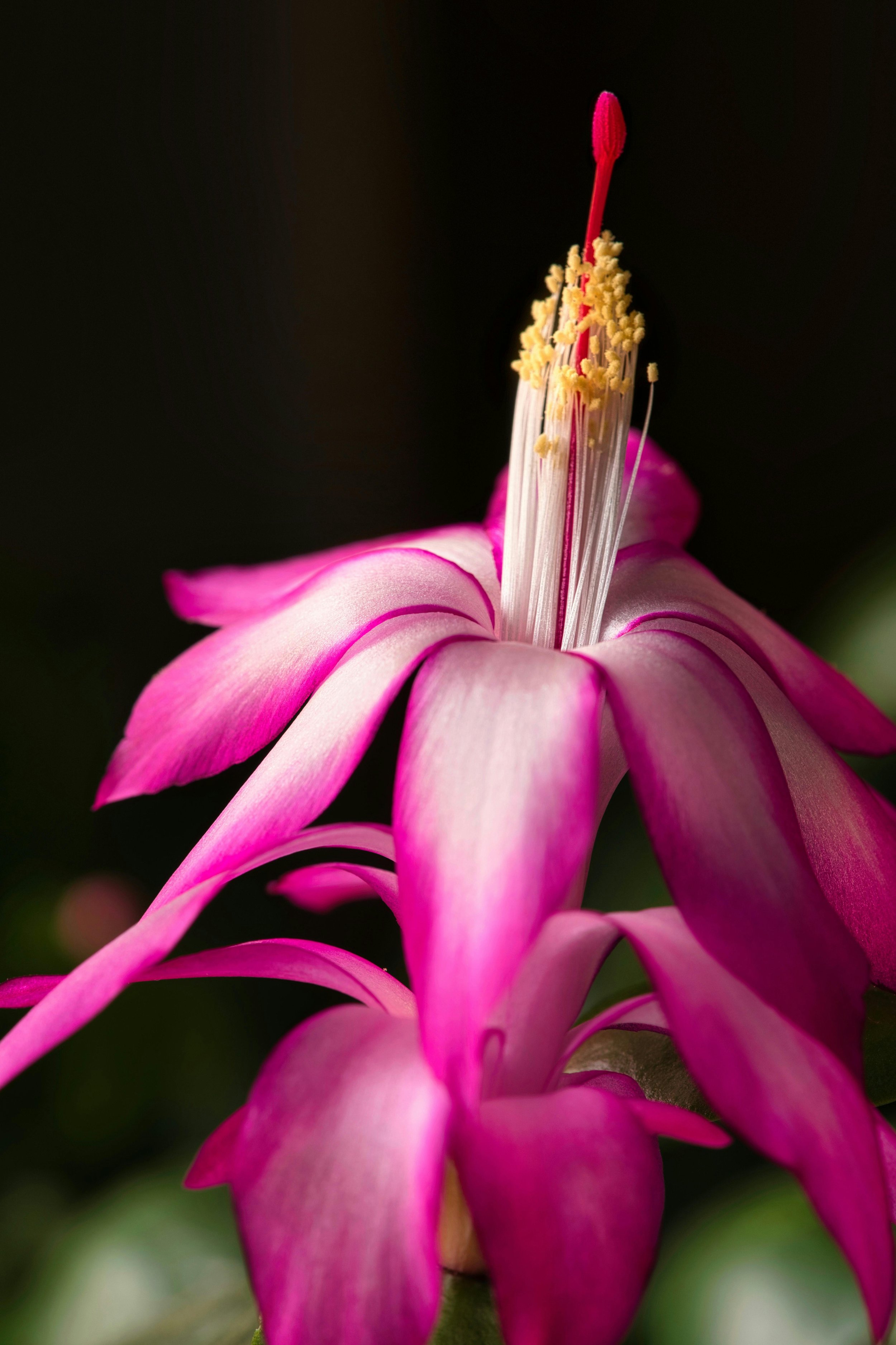 The Biggest Holiday Cactus Mistakes: What’s Killing Your Christmas Cactus