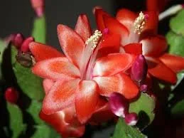 Why Your Christmas Cactus Won’t Bloom (And How to Fix It!)