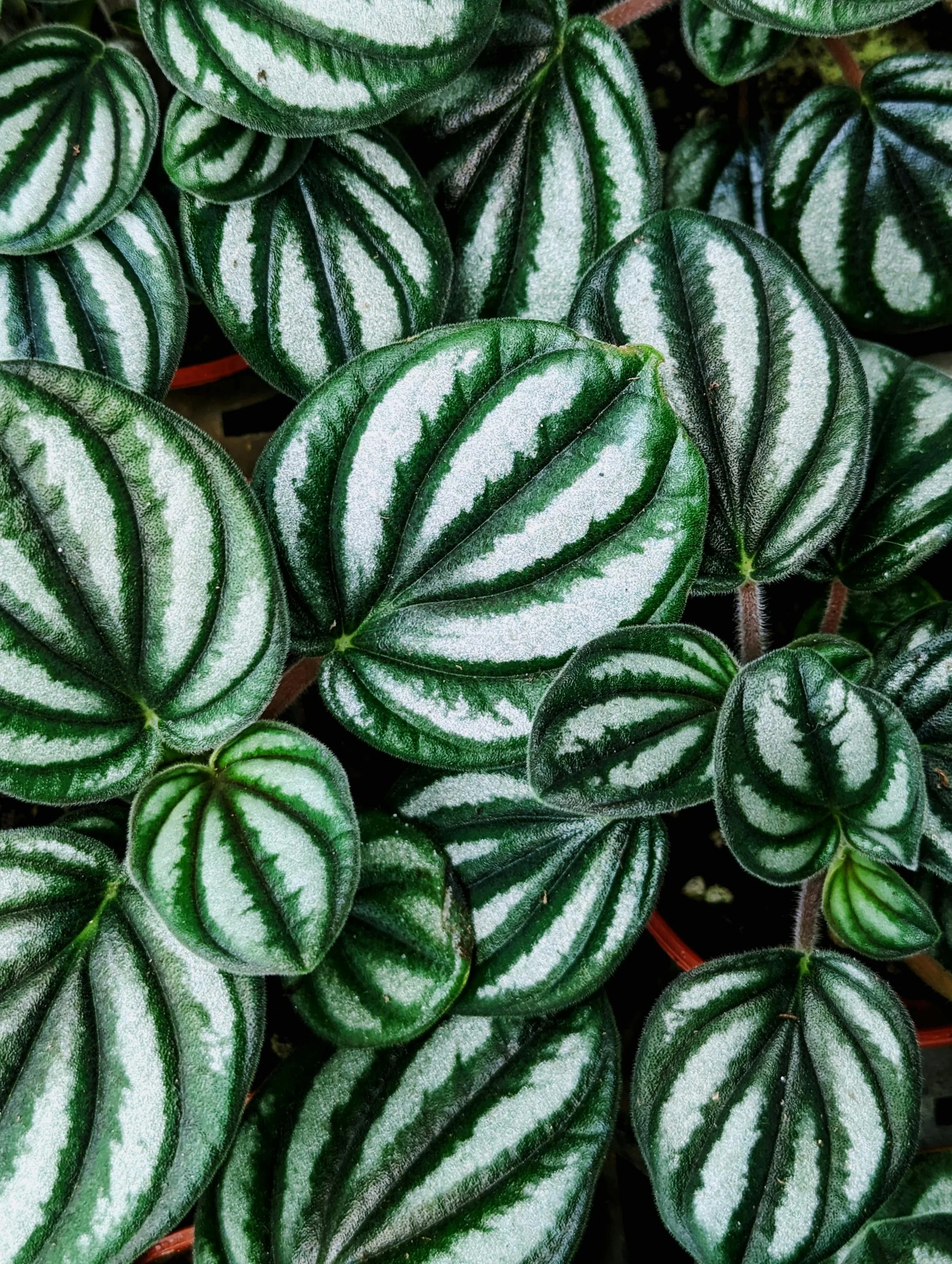 Peperomia: The Tiny Plant with Major Personality