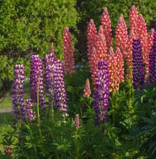 lupine mixed.jpg