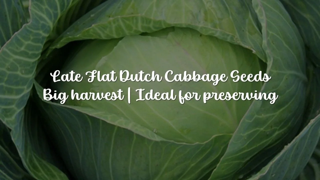 Late Flat Dutch Cabbage Seeds | Cold Hardy Large Heads