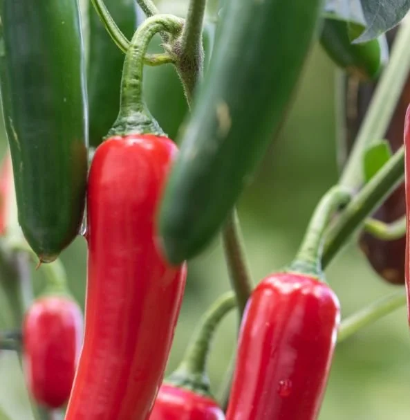 Serrano Chili Pepper Seeds Red Hot Spicy Spanish Variety Pack
