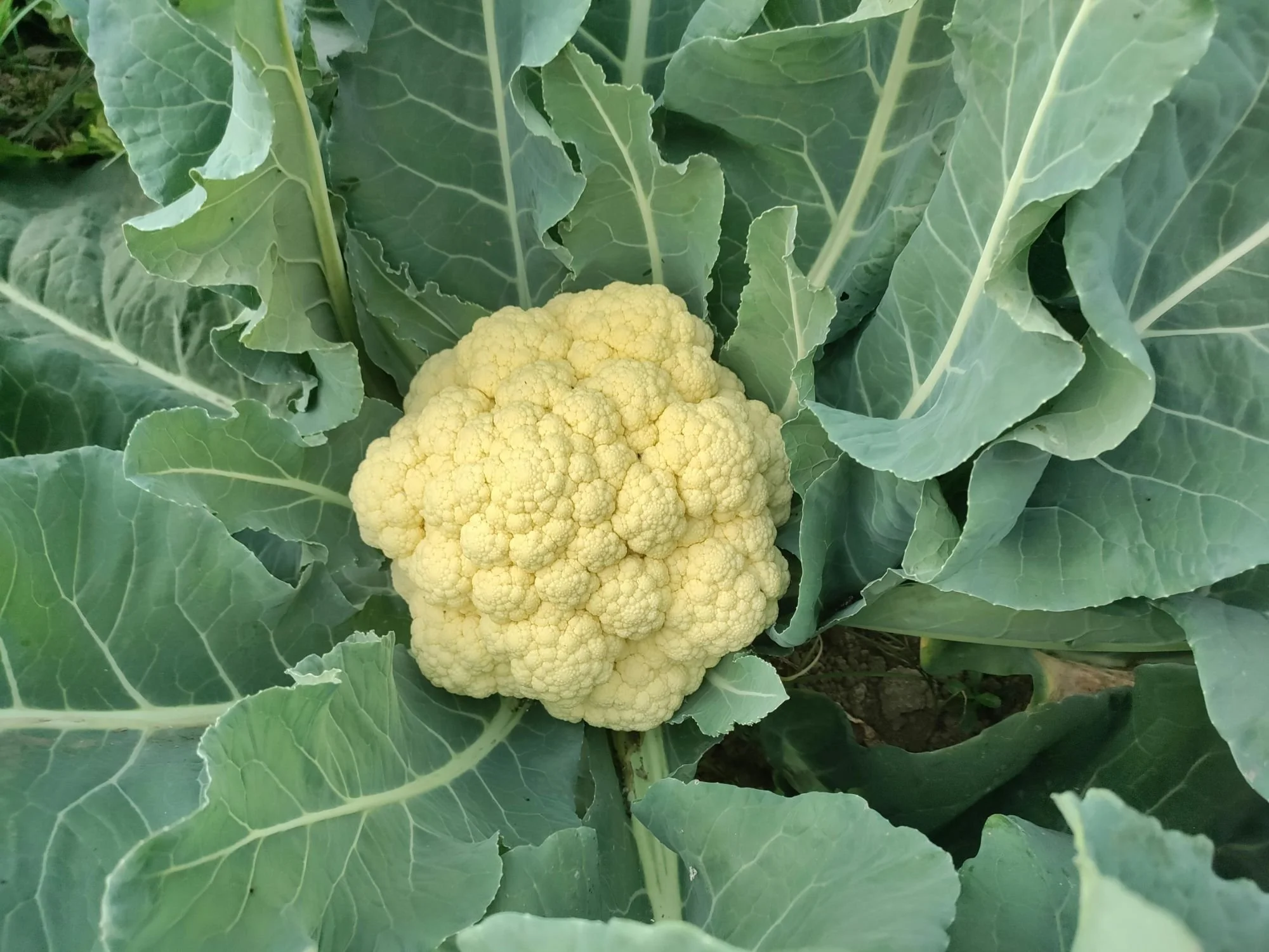 Snowball Cauliflower Heirloom Vegetable Garden Seeds