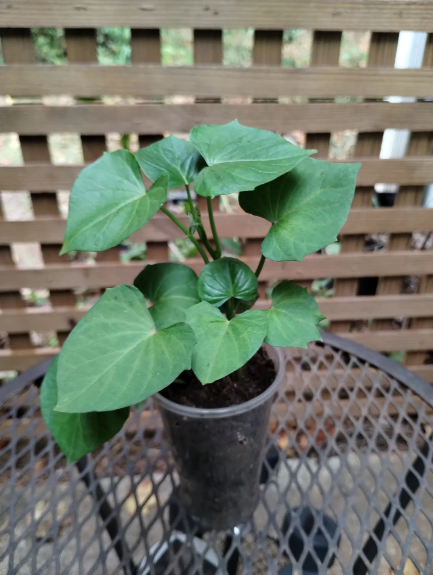 sweet potato.jpeg