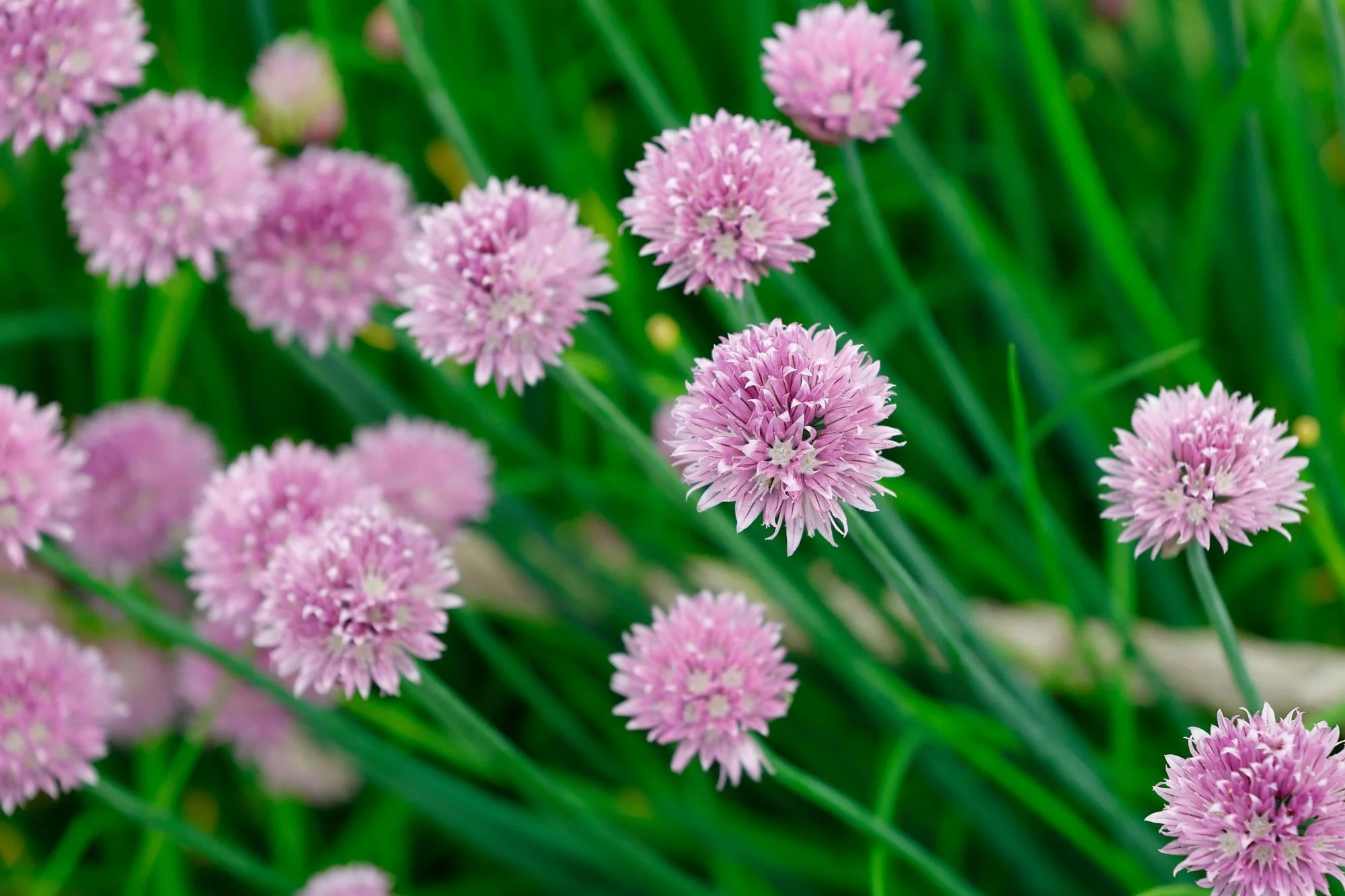 chives.jpeg