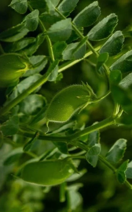 beans.jpeg