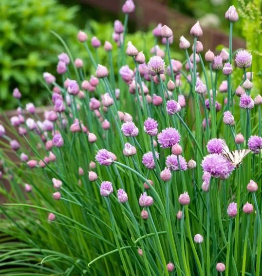 chives_6a83f1b5-4888_CI.jpeg