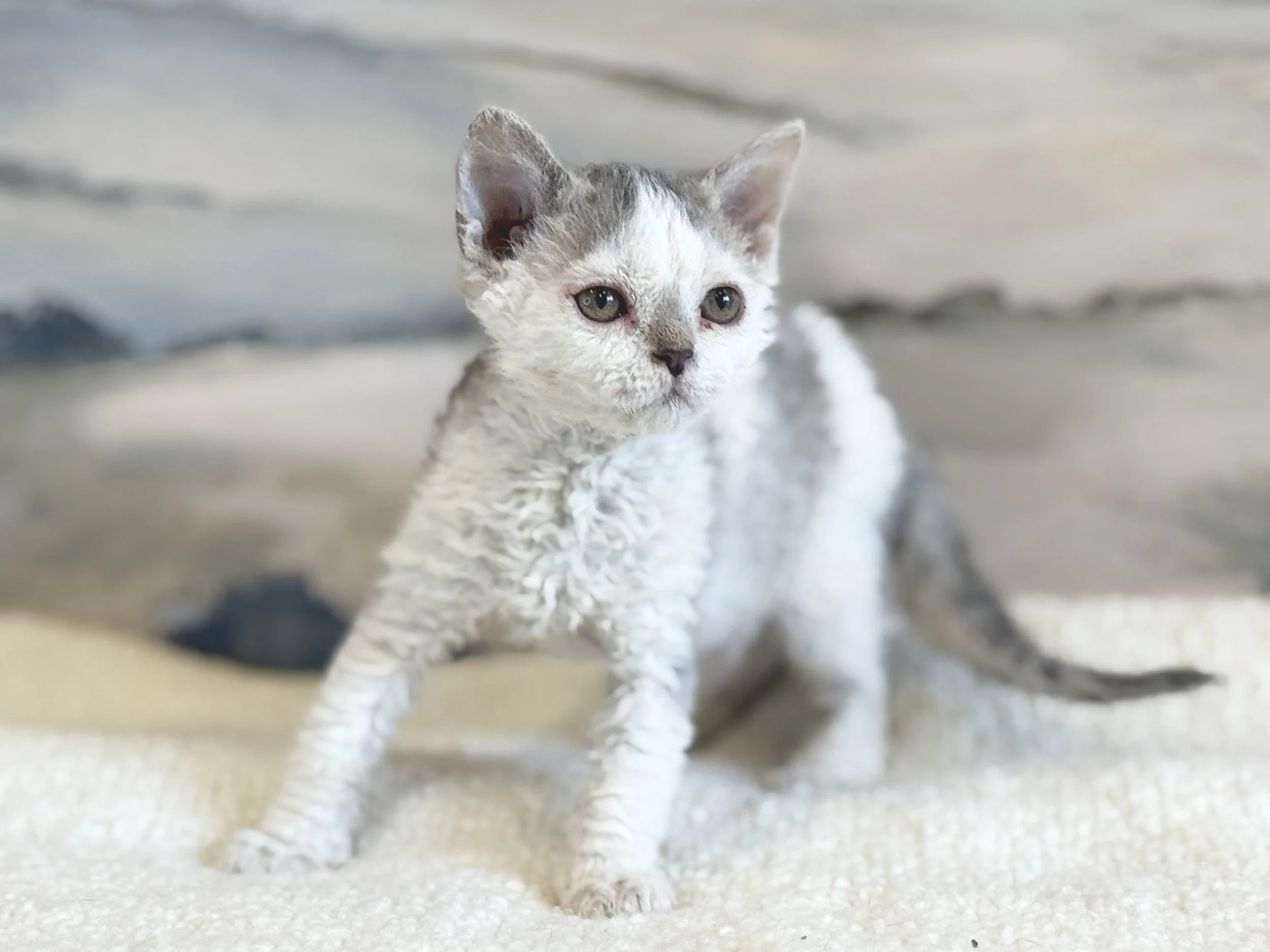 Kitten 3 - photo 1