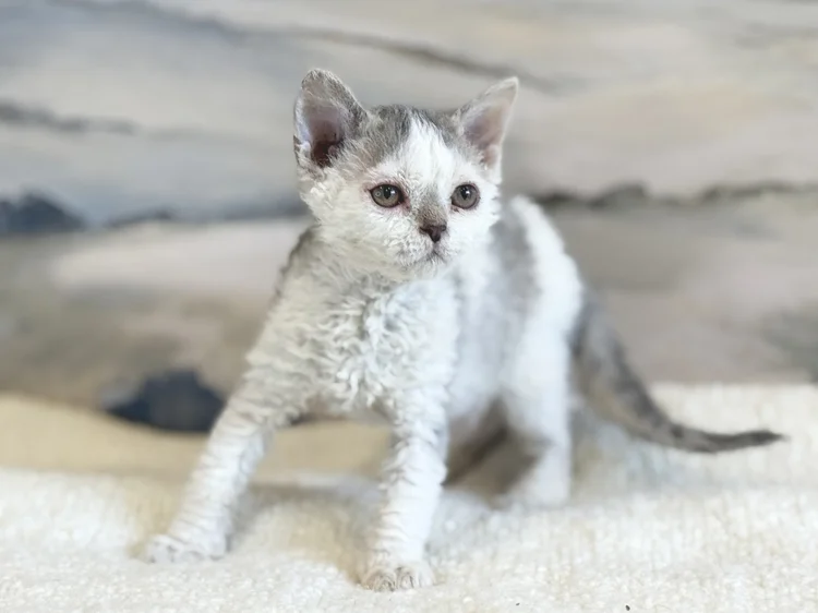 Toledo · Chaton — Massachusetts, USA