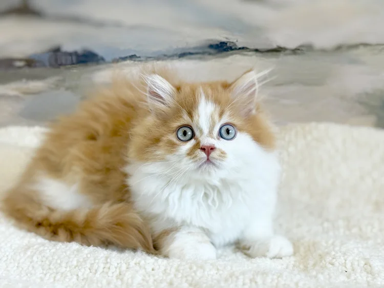 Como · Chaton — Québec