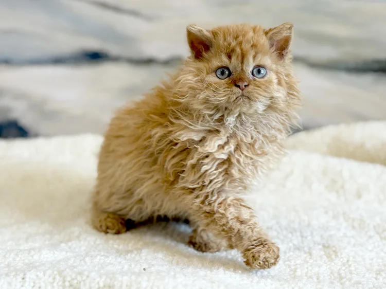 Samson · Chaton — Stays at cattery · Reste à la chatterie