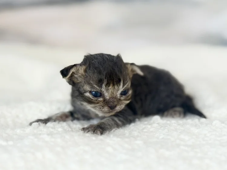 Kitten 5 - photo 1