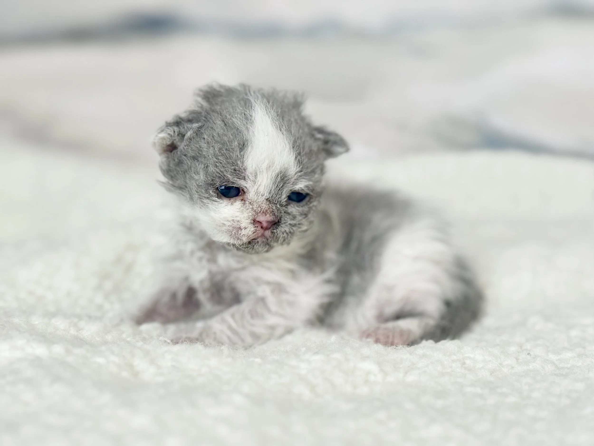 Kitten 2 - photo 1