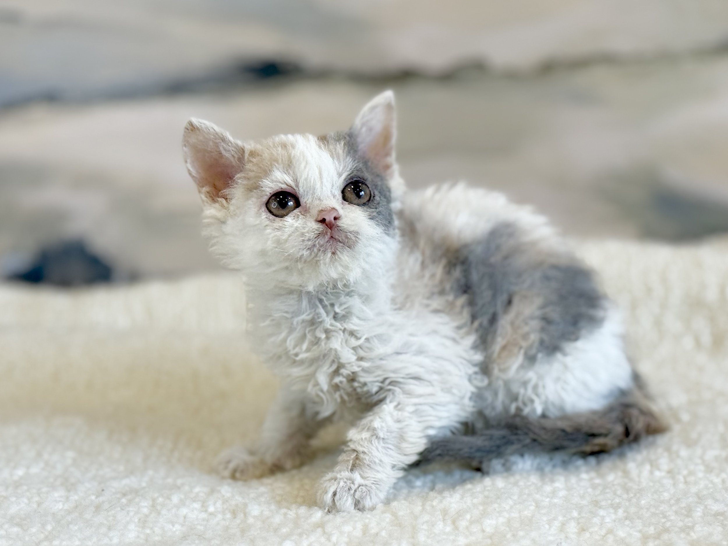Kitten 6 - photo 1