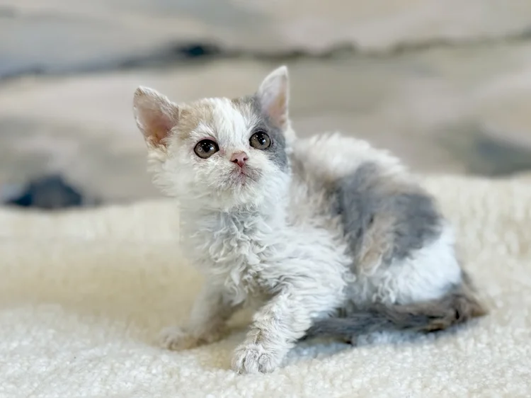 Tabitha · Chaton — Stays at cattery · Reste à la chatterie