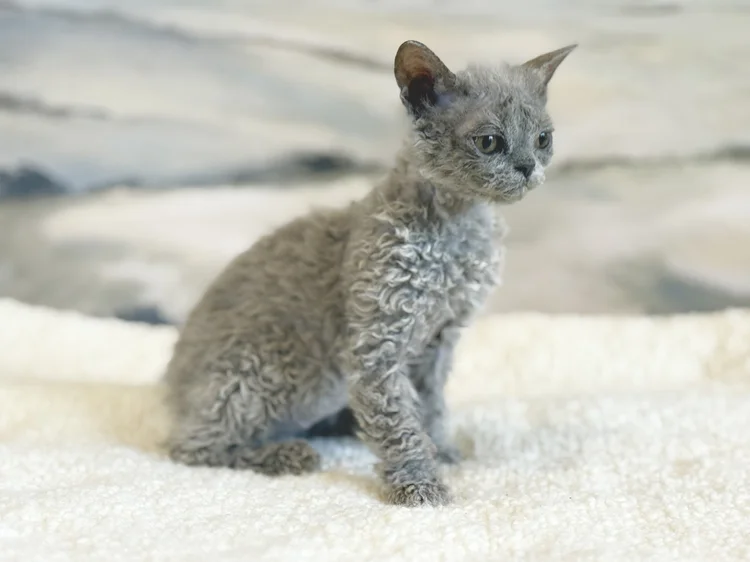 Maloja · Chaton — Massachusetts, USA