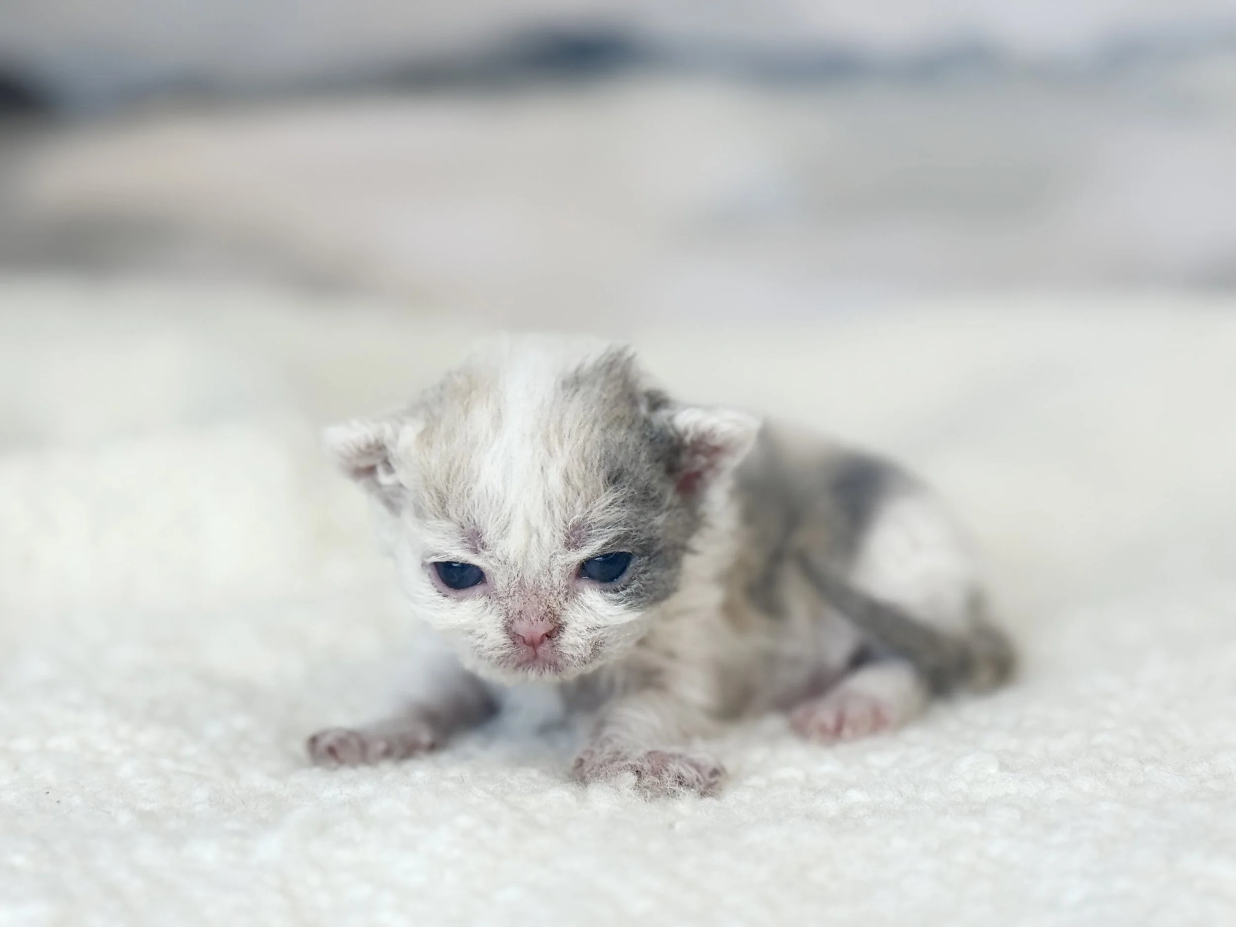 Kitten 6 - photo 1