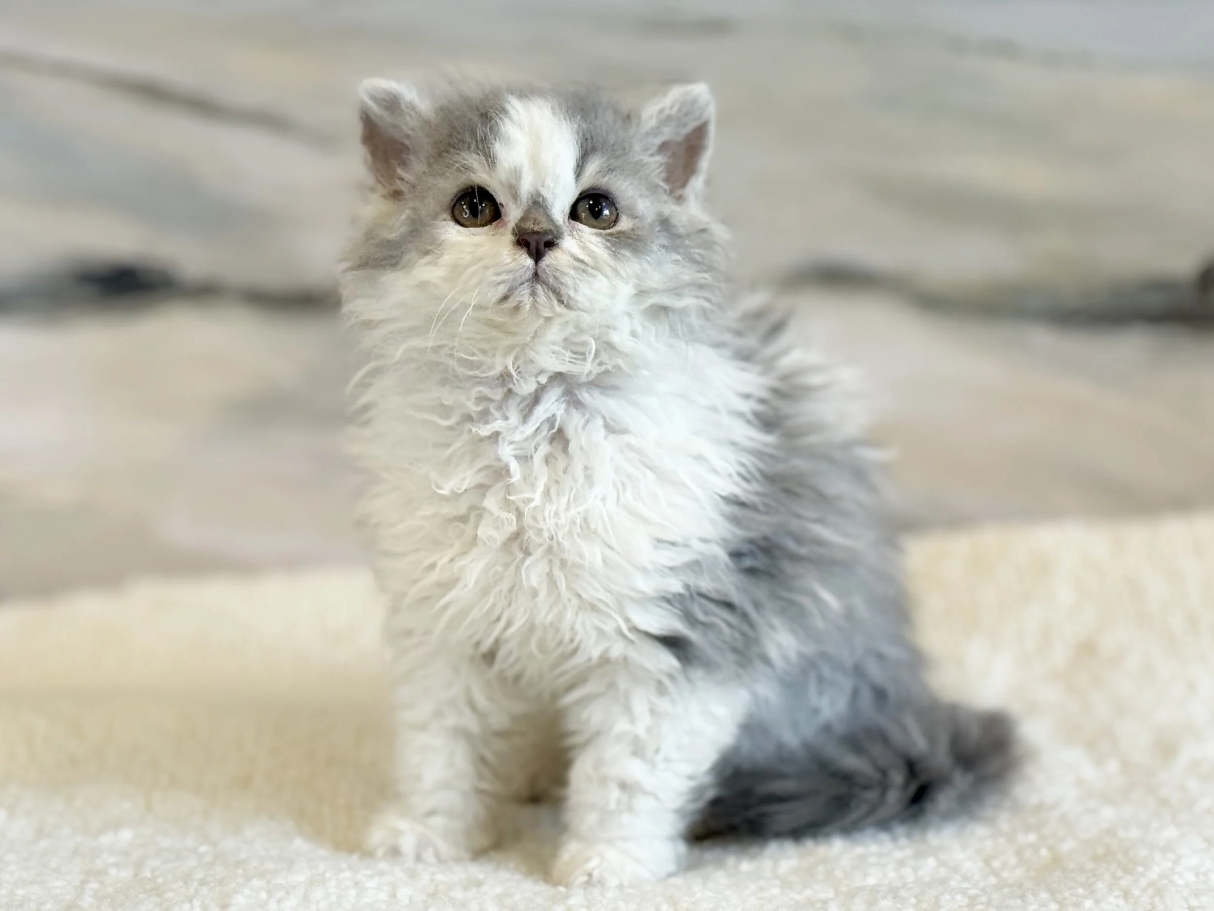 Kitten 5 - photo 1