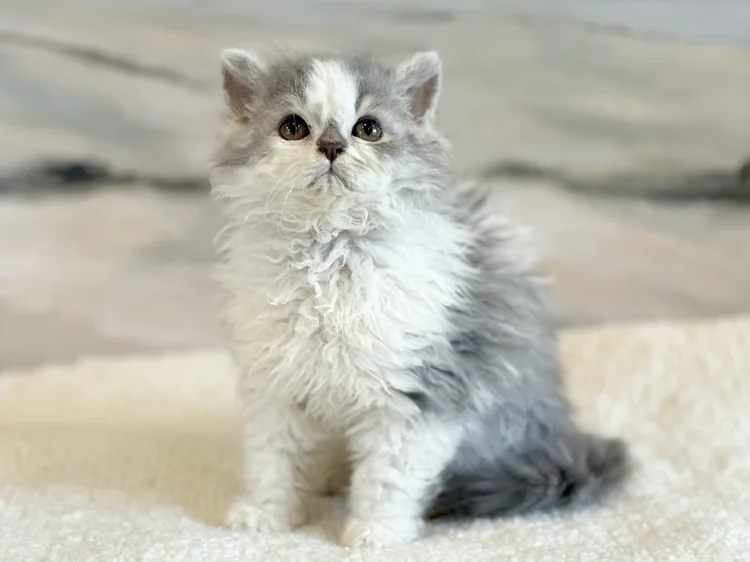 Madrid · Chaton — Michigan, USA