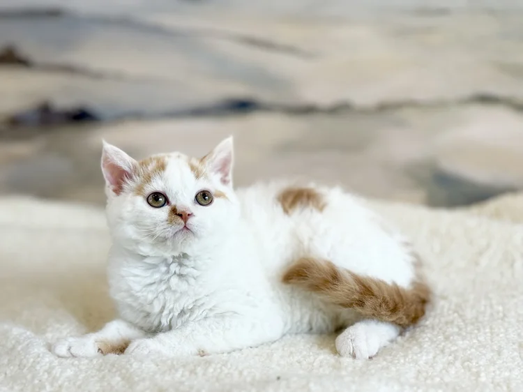 Torino · Chaton — Ontario