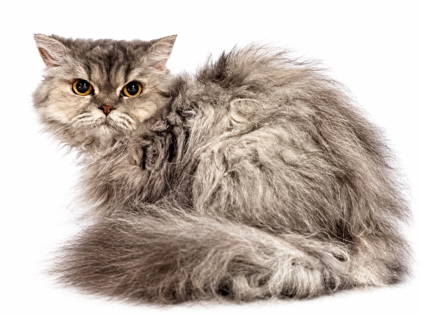 Abigail Kindhearted - Selkirk Rex