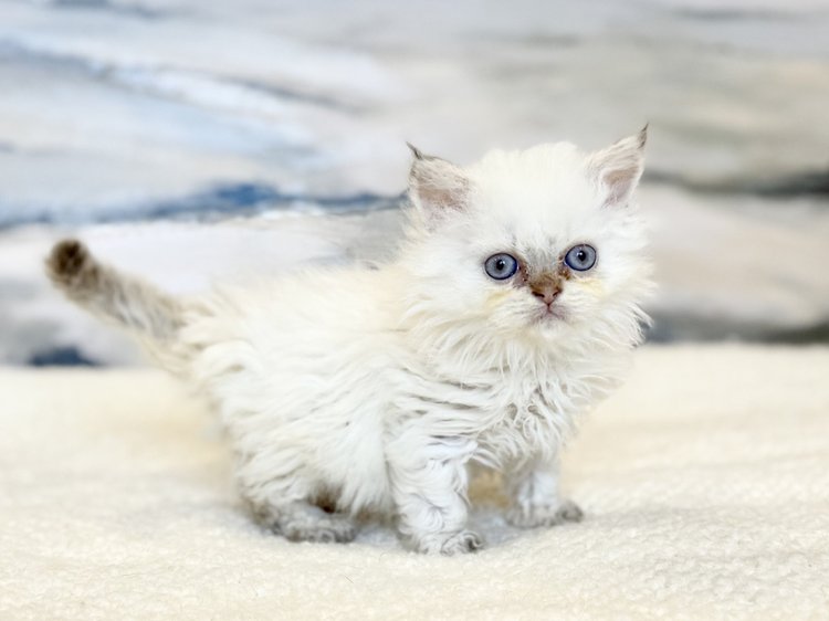 Osaka – female kitten – Mon Chat Mouton