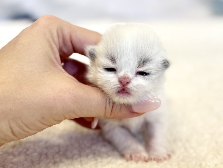 Neva – female kitten – Mon Chat Mouton