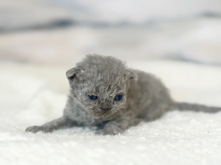 Kitten 4 - photo 1