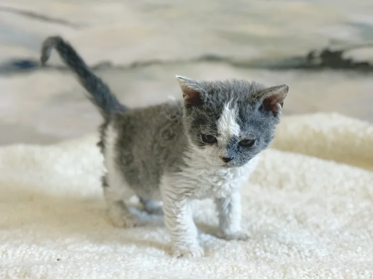 Vigo · Chaton — Québec