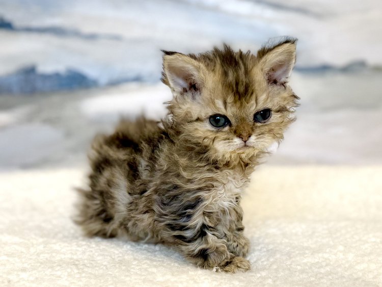 Kyoto – male kitten – Mon Chat Mouton