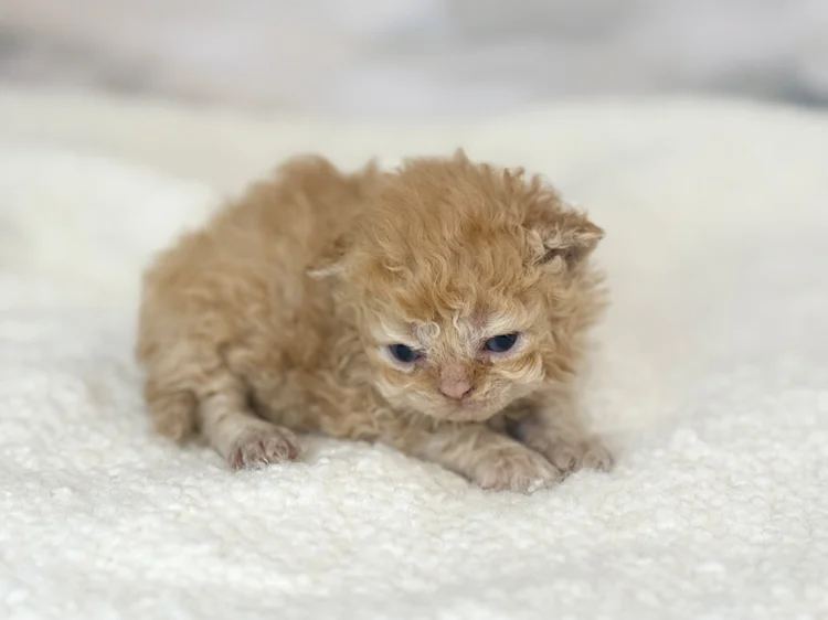 Kitten 1 - photo 1
