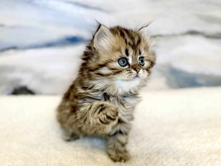 Nara – female kitten – Mon Chat Mouton
