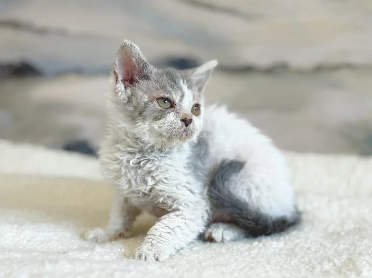 Geneva · Chaton — Québec