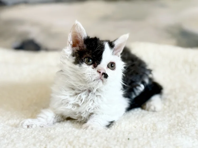Rivoli · Chaton — Ontario