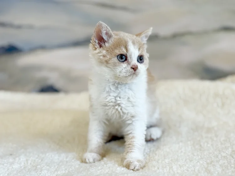 Zurich · Chaton — Ontario