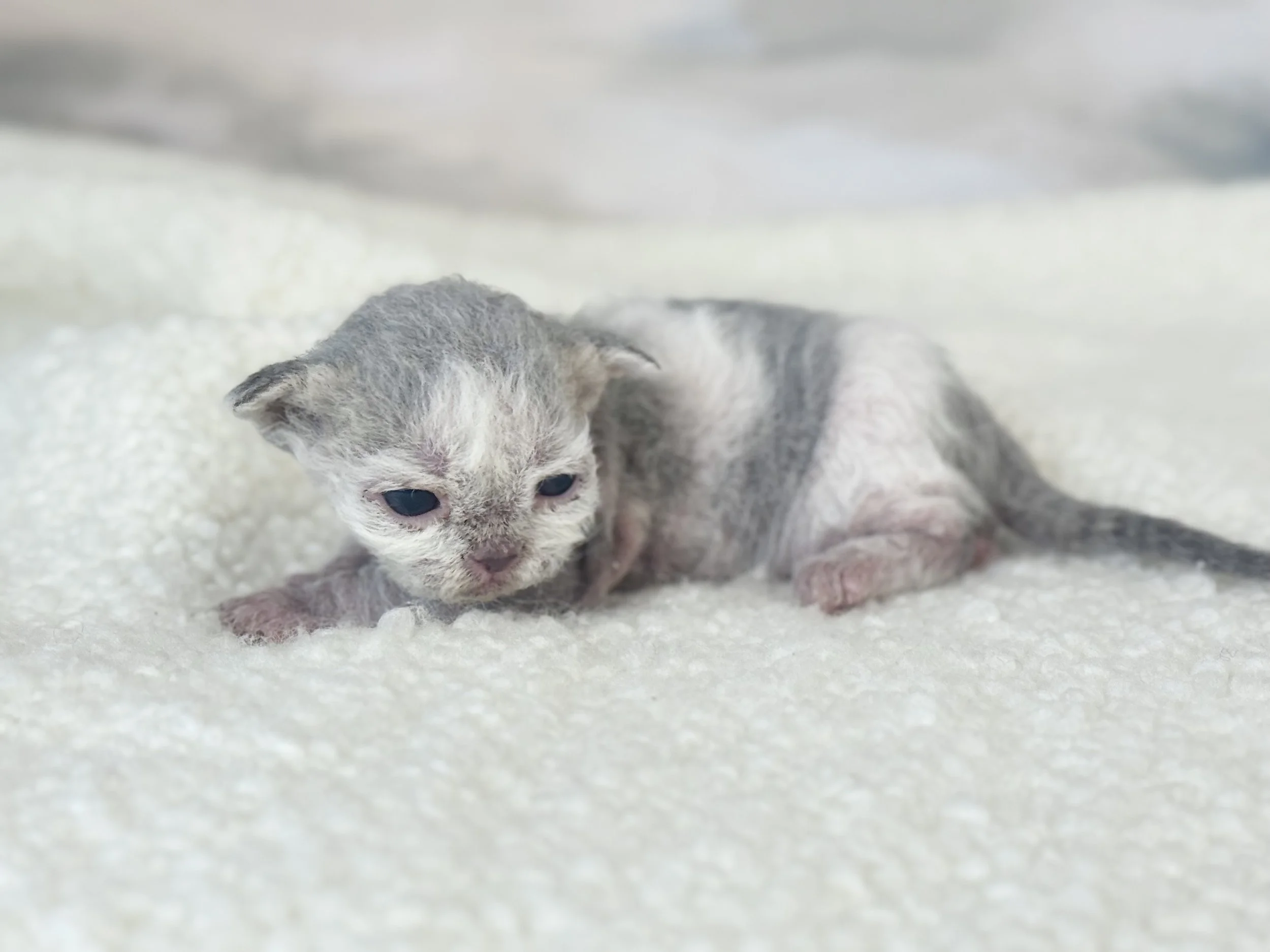 Kitten 3 - photo 1