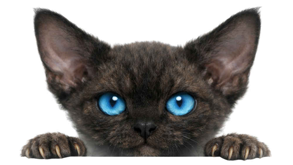 Devon Rex kitten with blue eyes