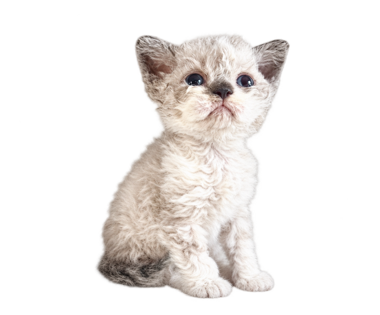 Chaton au poil boucl&eacute;, blanc et gris p&acirc;le, assis