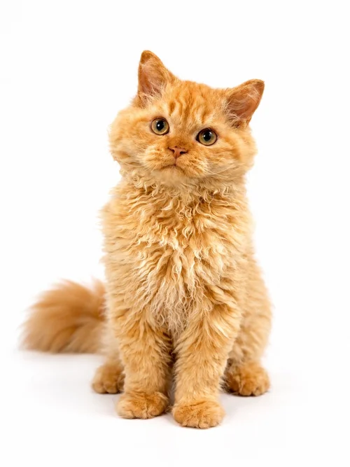 Samson Gingerfire - Selkirk Rex