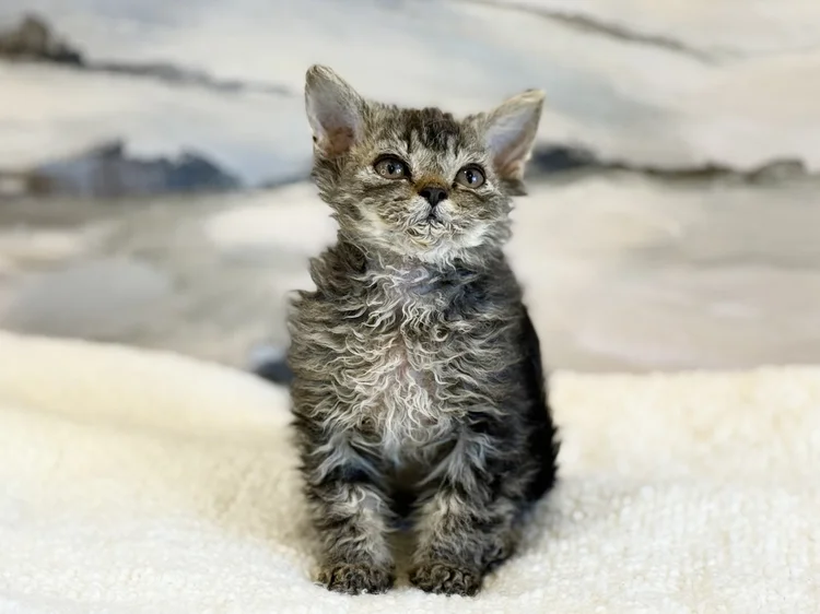 Moritz · Chaton — Québec