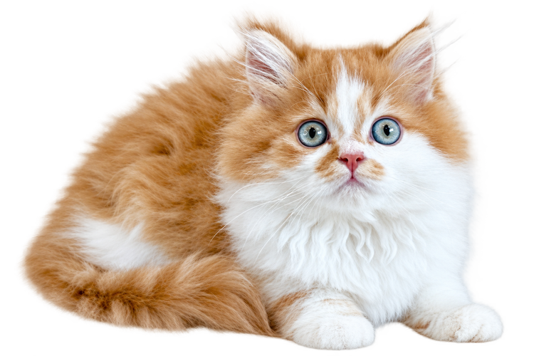 Chaton roux et blanc aux yeux bleus, couch&eacute;
