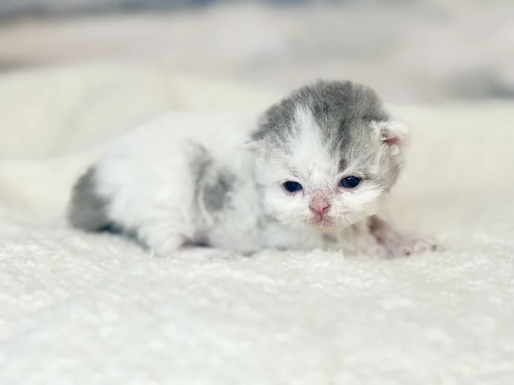 Kitten 1 - photo 1