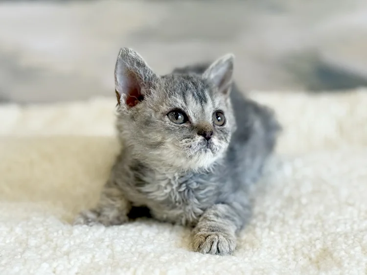 Navarra · Chaton — Québec