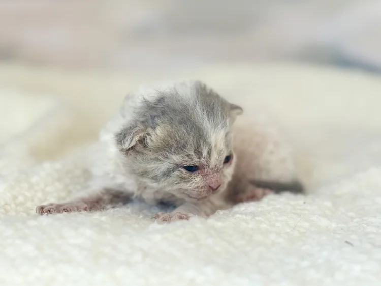 Kitten 3 - photo 1