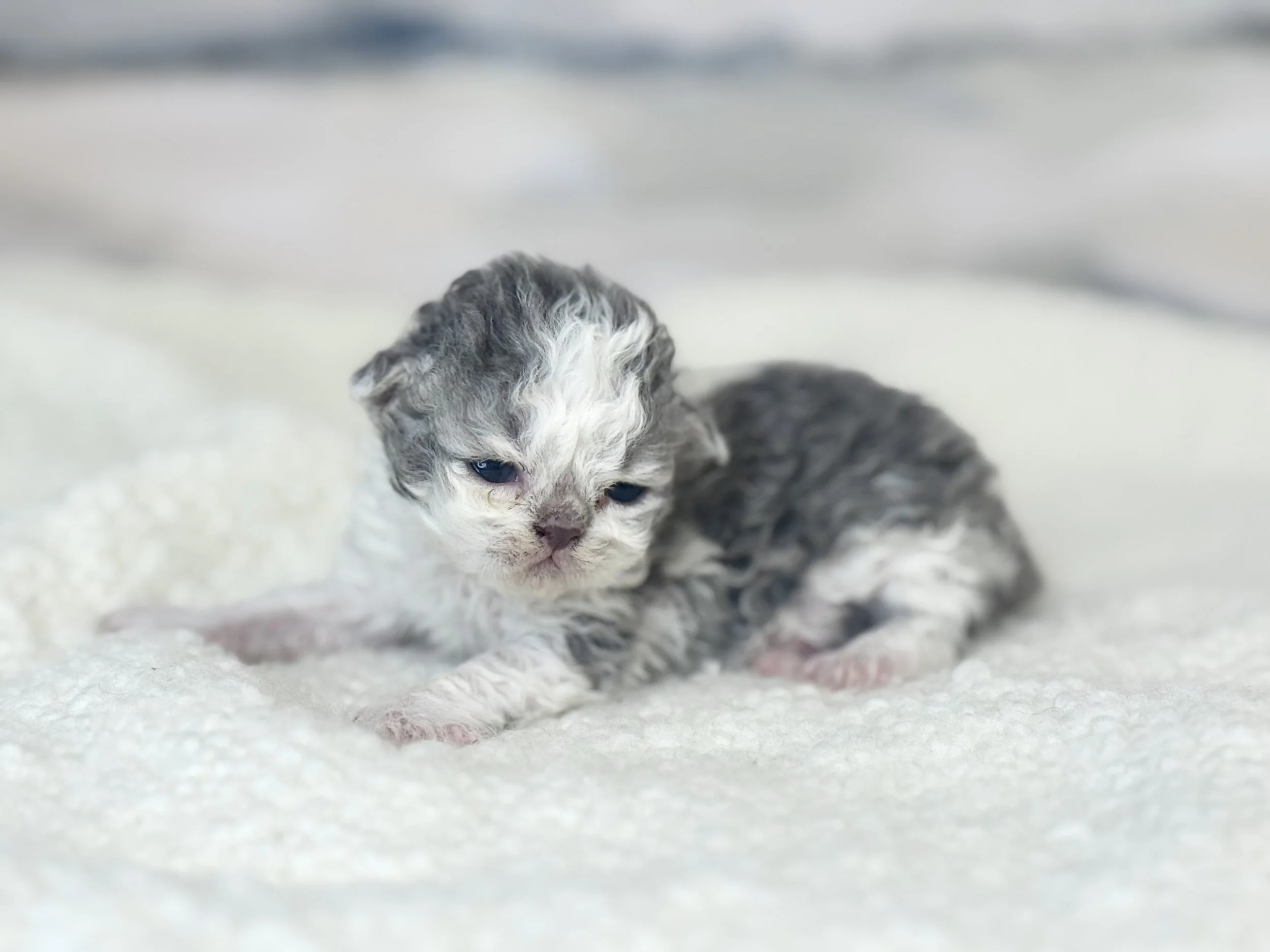 Kitten 5 - photo 1